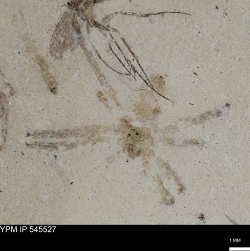 undet. Arachnida