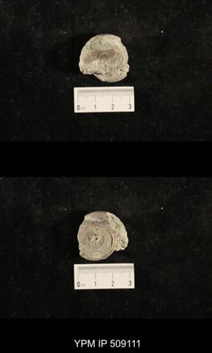 Paraliospira helena