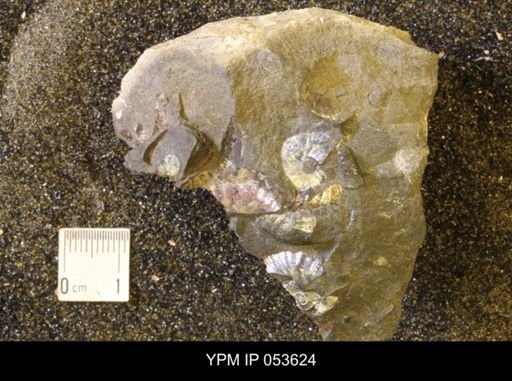 Discoscaphites rossi