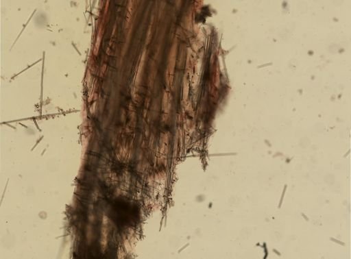 Polymastia infrapilosa