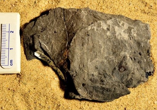 Lepidostrobus gracilis