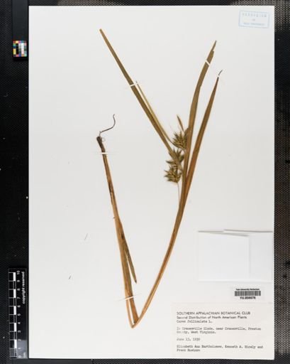 Carex folliculata