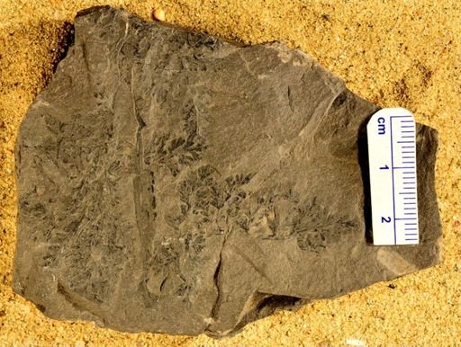 Sphenopteris sp.