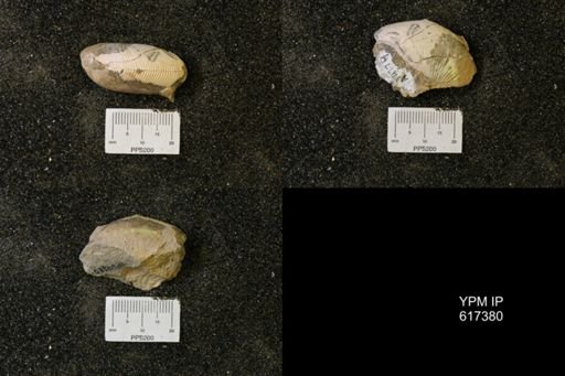 Hoploscaphites sp.
