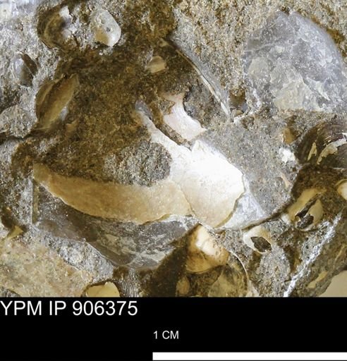 undet. Bivalvia