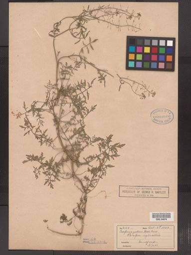 Rorippa sylvestris