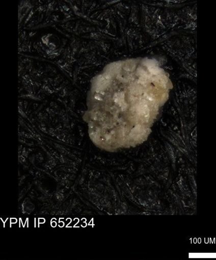 undet. Foraminiferida