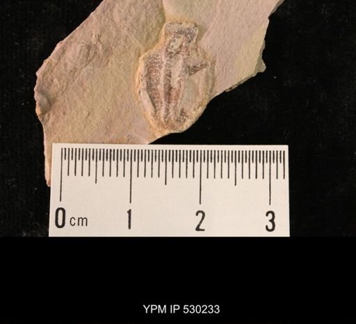 Elrathia kingi