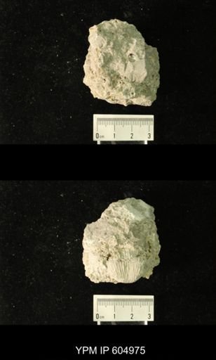 Productus?