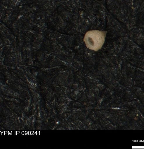 Clathrocyclas (Clathrocyclas) irrasa