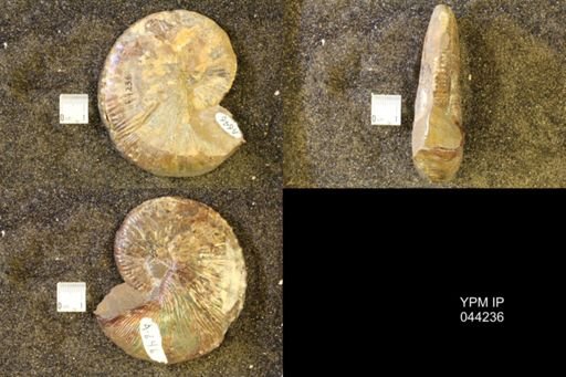 Hoploscaphites comprimus