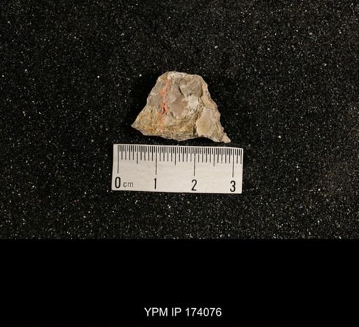 Phestia bellistriata
