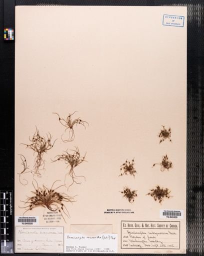 Lipocarpha micrantha