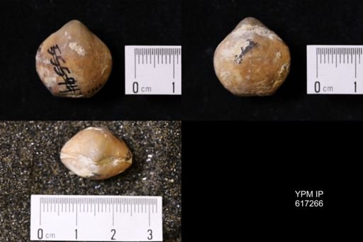 Kingena wacoensis
