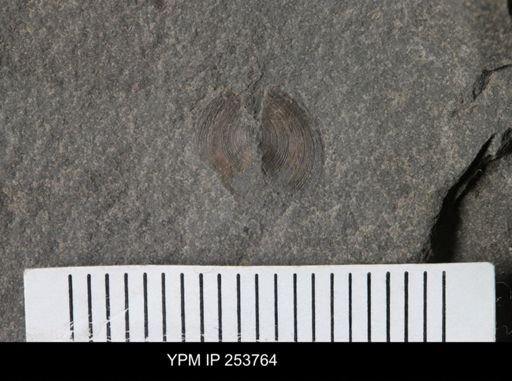 Orbiculoidea