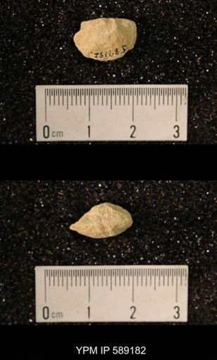 Sowerbyella sp.