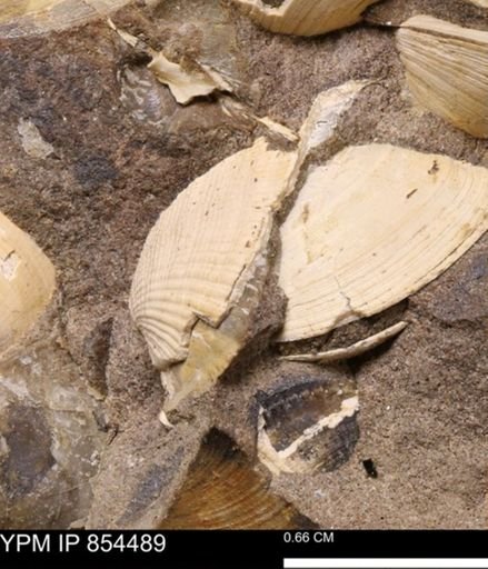 Limopsis striatopunctatus