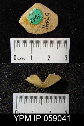 Meristella arcuata