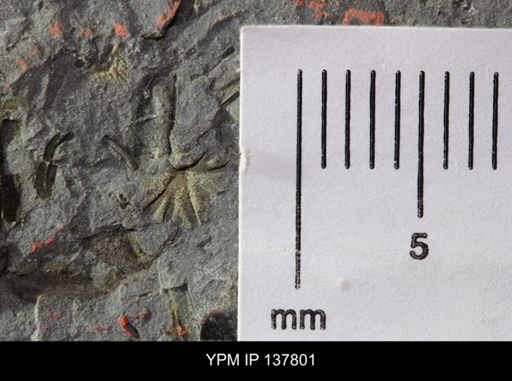 Eocystites primaevus