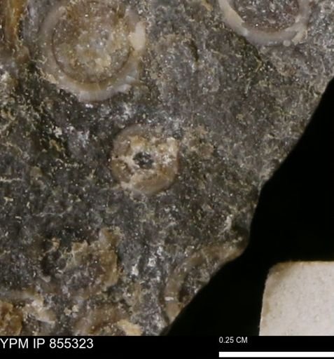 undet. Mollusca