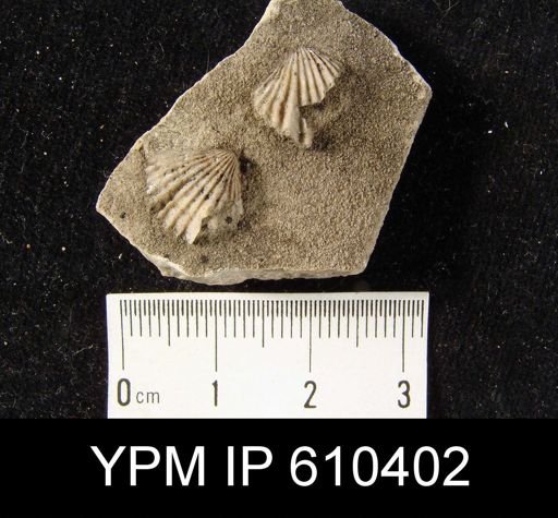 Camarotoechia sp.