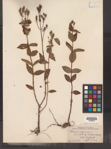 Rhexia virginica