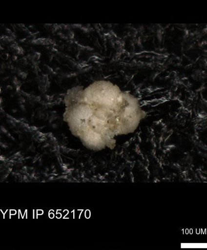 undet. Rugoglobigerinidae