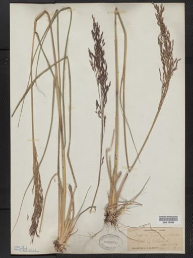 Tridens flavus