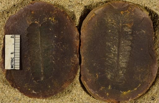 Pecopteris