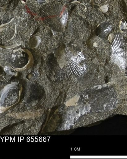 Oxytoma (Hypoxytoma) nebrascana
