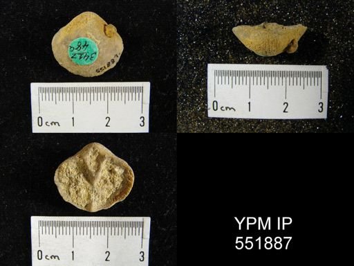 Gypidula sp.