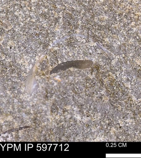 undet. Mollusca