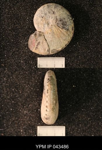 Hoploscaphites nicolletii