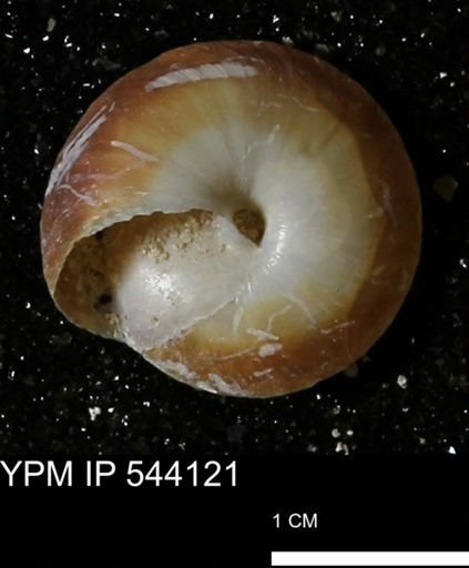 Poecilozonites bermudensis zonatus