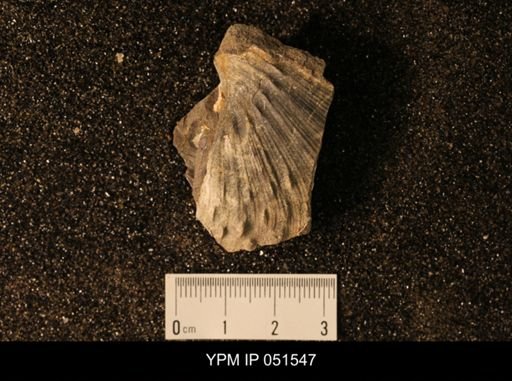 Hoploscaphites nicolletii