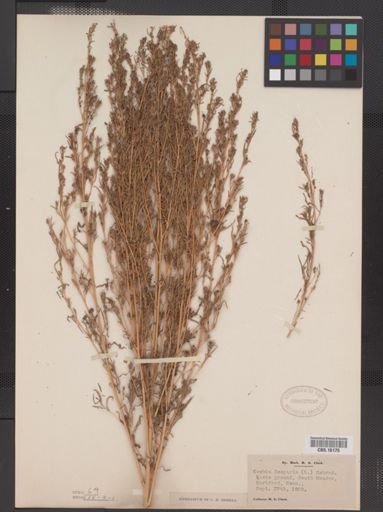 Kochia scoparia