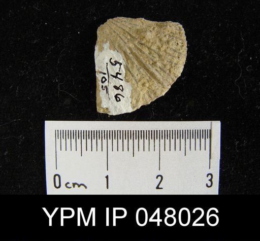 Schizoramma fissiplicata