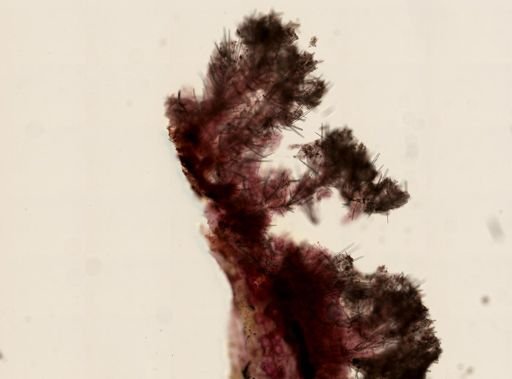 Haliclona canaliculata