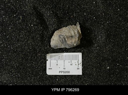 Inoceramus barabini
