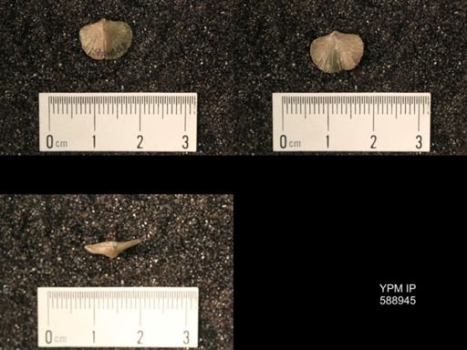 Dalmanella testudinaria emacerata
