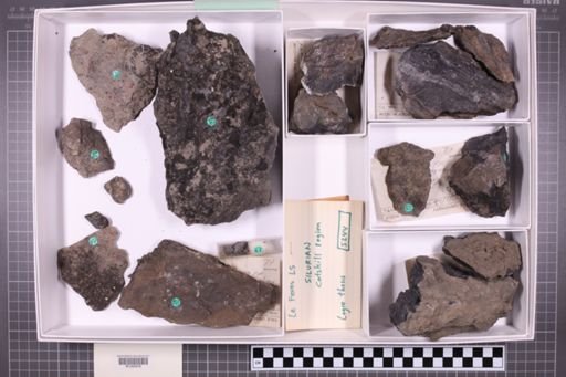 mixed taxa, stratigraphic collection