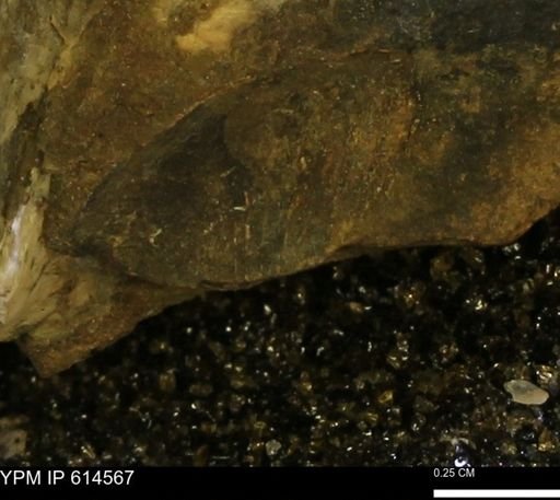 undet. Bivalvia