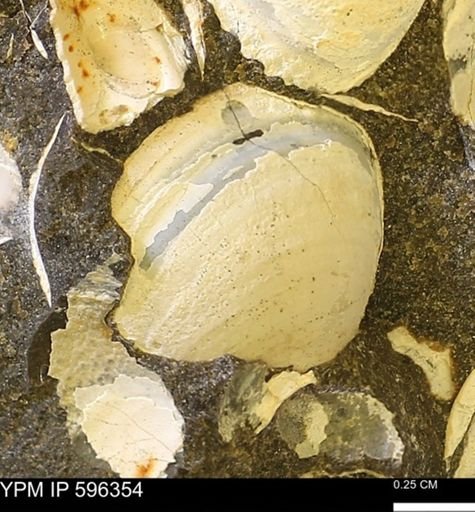 Limopsis striatopunctatus
