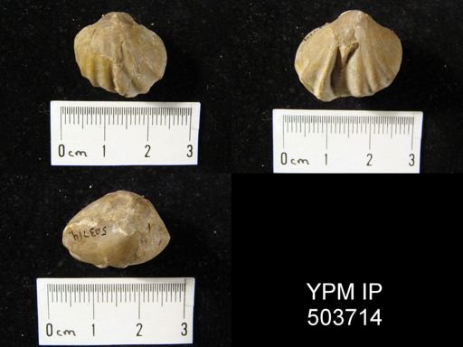 Enteletes hemiplicata
