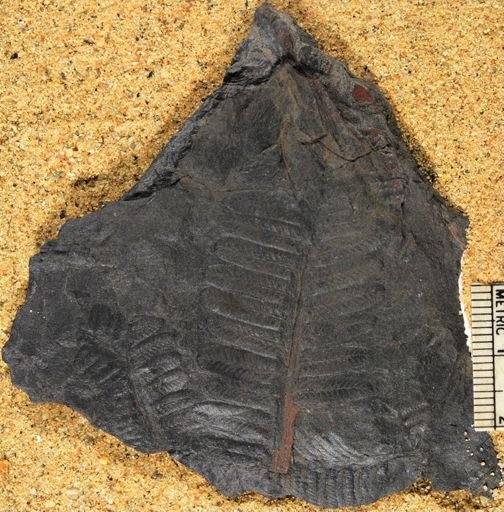 Pecopteris hemitelioides