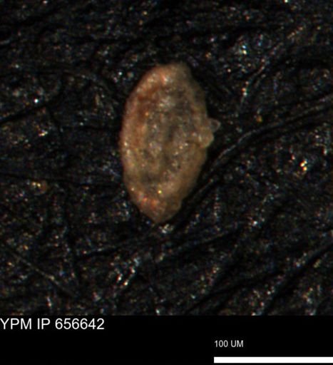 Spirolocammina planula