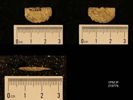 Chonetes granulifer