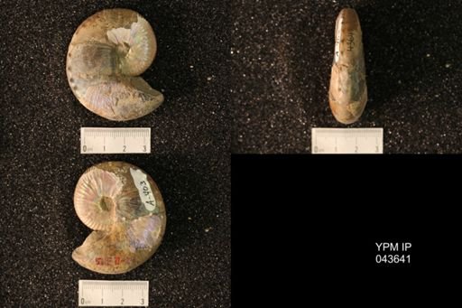 Hoploscaphites nicolletii