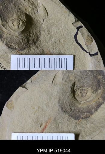 Daguinaspis sp.