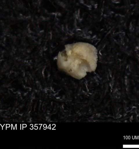 undet. Foraminiferida